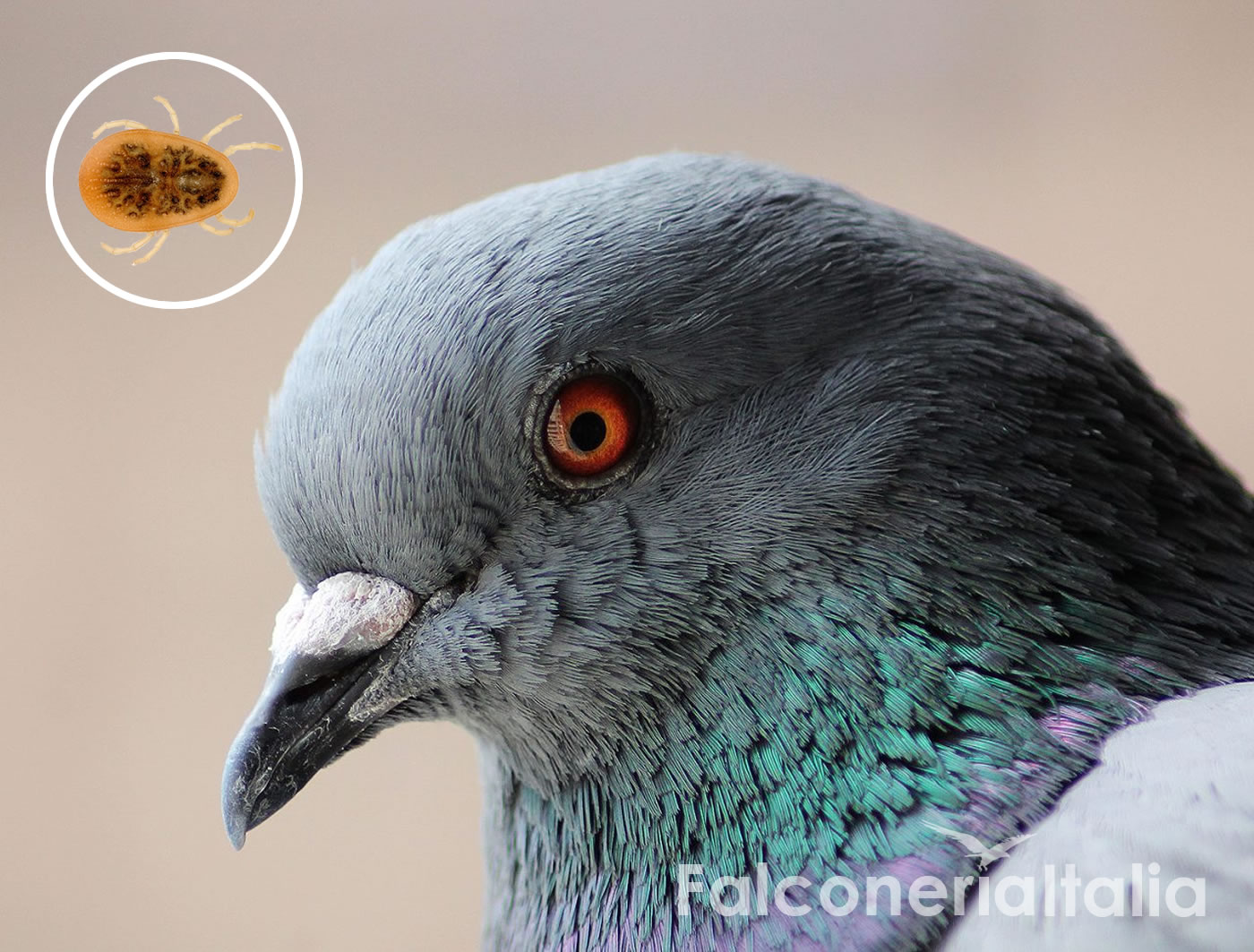 La pericolosa zecca di piccioni, come eliminarla