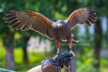 Falconeria Italia falconieri professionisti per allontanamento volatili