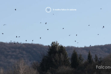 Falco per allontanamento cornacchie