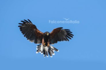 Falco addestrato per allontanare uccelli infestanti