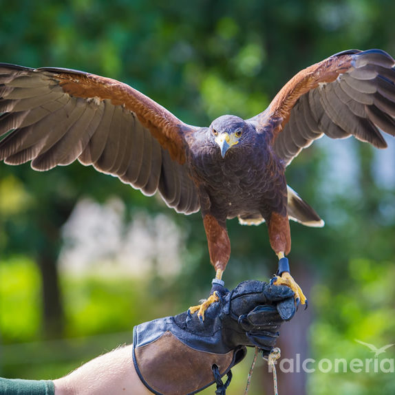 falconeria-allontanamento-volatili