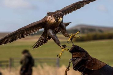 Falconieri professionali