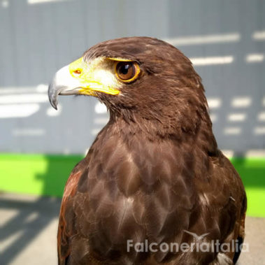 Falchi addestrati all'allontanamento volatili
