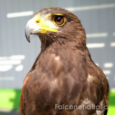Falconiere per allontanare volatili infestanti