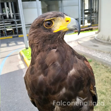 falco addestrato per falconeria