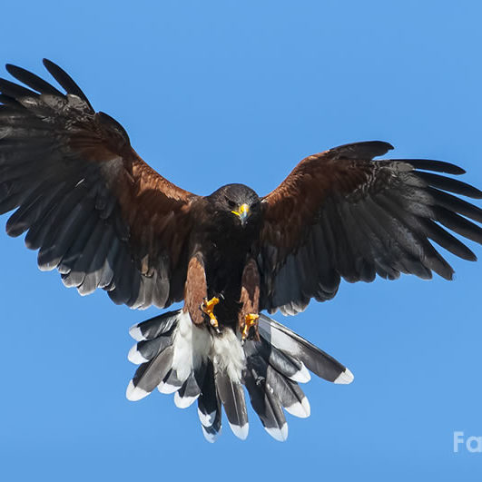 Farnia, il nostro Falco in volo in fase di allontanamento piccioni