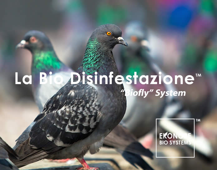 Come allontanare gli uccelli infestanti