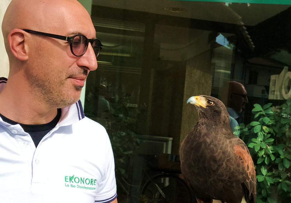 Bird control falconeria allontanamento volatili